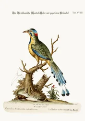 ブラジルのこぎりローラー、1749-73